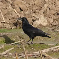 corneille noire dans un champ de maïs à l'automne après récolte