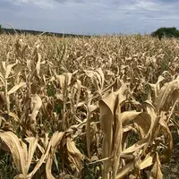 Champ de maïs en Charente
