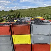 Caisses devant une parcelle de vigne au moment de la récolte