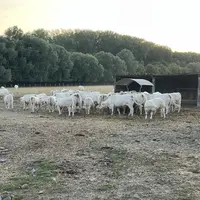 Charolaise près d’un abreuvoir dans le Nord sur une prairie desséchée.