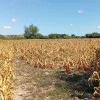 Champ de maïs grillé par la canicule et la sécheresse dans la Manche