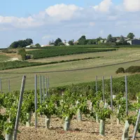 Vignes en Charente-Maritime