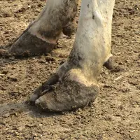 Pieds avant d'une vache laitière dans un élevage.