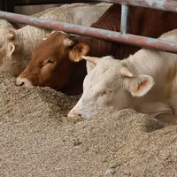 Distribution de la ration alimentaire à des broutards charolais dans un élevage allaitant.