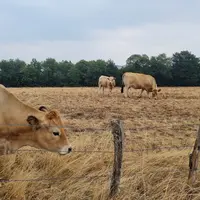 Troupeau de vaches Aubrac dans une prairie sèche dans l’Aveyron en juillet 2026 année de sécheresse.