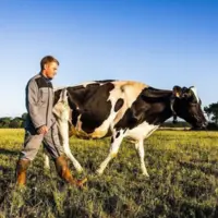un agriculteur avec une vache dans un champ