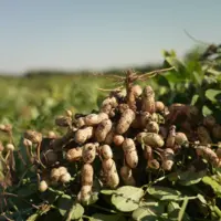 cacahuètes dans un champ