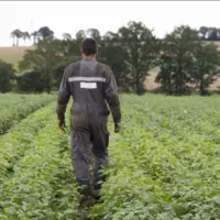 Jeune agriculteur de dos dans un champs de légumes d'industrie
