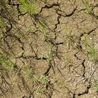 Terre craquelée dans un champ de céréales de printemps