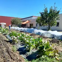 des légumes cultivés près d'une entreprise