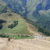 Animaux dans des estives dans les Pyrénées, avec la montagne visible derrière.