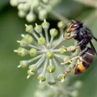 un frelon sur une fleur de lierre