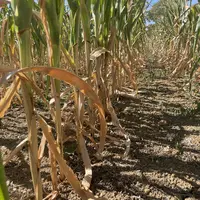 plants de maîs affectés par la canicule et la sécheress