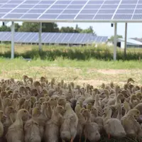 canards au premier plan et panneaux agrivoltaïques en arrière plan