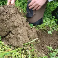 Structure d’une motte de sol sous un méteil riche en légumineuses.
