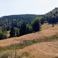 Prairie desséchée dans les Vosges.