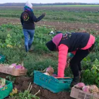 deux personnes glanant des navets