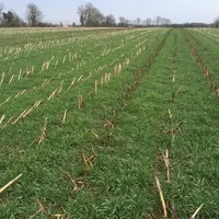 Blé semé en direct derrière un maïs ensilage