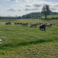Bovins en pâturage tournant dynamique
