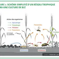 Schéma simplifié d'un réseau trophique dans une culture de blé.