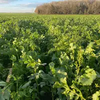 Couvert végétal sur un buttage d'automne