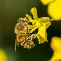 Abeille sur fleur.