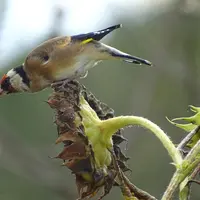 Chardonneret sur tête de tournesol
