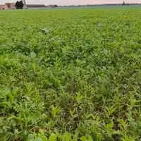 Couvert non fertilisé