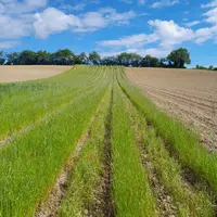 Essai envahi par du ray-grass