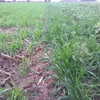 Comparaison entre un blé associé à une féverole à droite et un blé seul à gauche