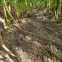 Le type de mulch (sol paillé, couvert détruit au semis du maïs, couvert détruit un mois avant le semis) est comparé à un sol n