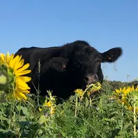 <em class="placeholder">Angus en pleine dégustation de tournesol lors d’un pâturage de couvert Biomax. </em>