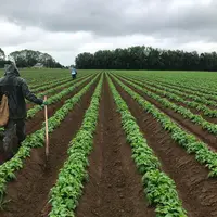 Cultiver la pomme de terre suppose un certain impact, disons même un impact certain, sur le sol. Même si on ne peut pas tout é