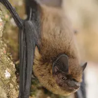 Pipistrelle commune, espèce opportuniste qu’on trouve en milieu ouvert comme les milieux agricoles mais aussi en milieu urbain