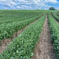 Depuis une dizaine d’années, des ACSistes pionniers expérimentent 
et développent le relay cropping aux États-Unis avec princi