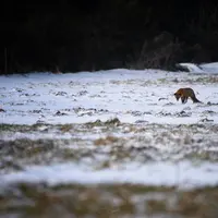 Renard
