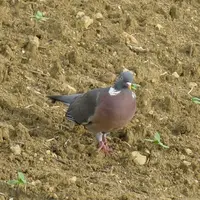Pigeon ramier en culture de tournesol