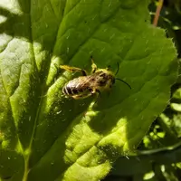 Abeille sauvage Andrena flavipes
