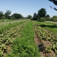 Carottes et betteraves semées en direct sur compost de déchets verts