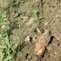 Colza mangé par des limaces