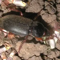 Carabe Pseudophonus rufipes