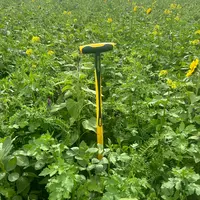 Couvert d'interculture de  moutarde, phacélie, tournesol, vesce et féverole.