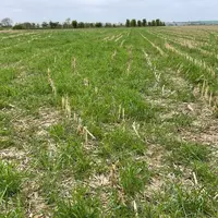 Couvert de seigle et vesce semé au drone dans un maïs grain