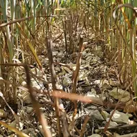 <em class="placeholder">Blé ressemé dans les inter rangs d'un millet</em>