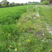 Bande fleurie en bordure de luzerne