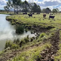Troupeau de vaches à l'abreuvement en Australie