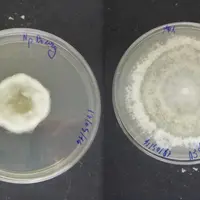 A gauche, effet inhibiteur du profongicide sur la croissance d'un champignon (N. parvum), comparée à un témoin, à droite.