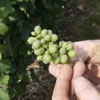 L'ICV et BASF ont dévoilé les premiers résultats du programme de recherche "in vino qualitas" qui vise à préciser l'impact de l'oïdium sur la qualité.