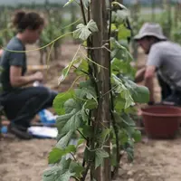 Plus de concertation serait nécessaire entre les expérimentations menées par les différents organismes : Inra (photo), l’IFV, 
le CNRS, les Chambres