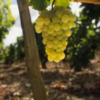 Avec la découverte d'une levure indigène productrice des arômes de fruit de la passion caractérisitiques du sauvignon blanc, la Nouvelle Zélande a fai